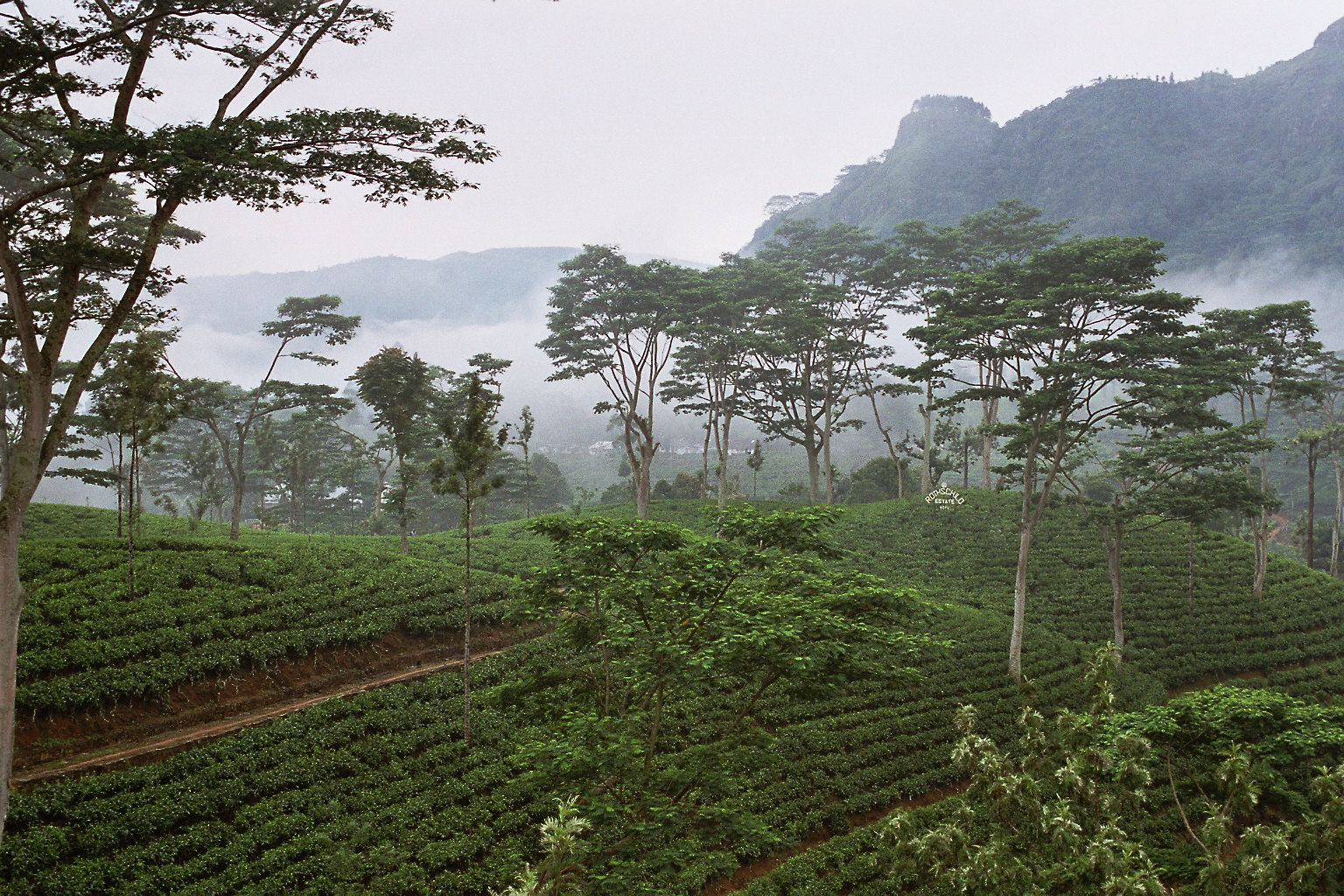 Sri Lanka’s Malaiyaha Tamil workers in private tea estates suffer serious labour abuses: Amnesty