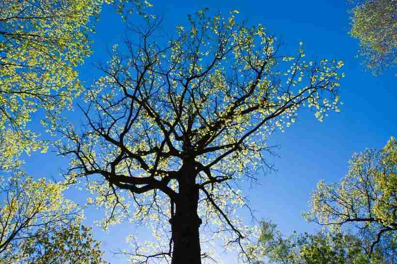 parramatta tree removal