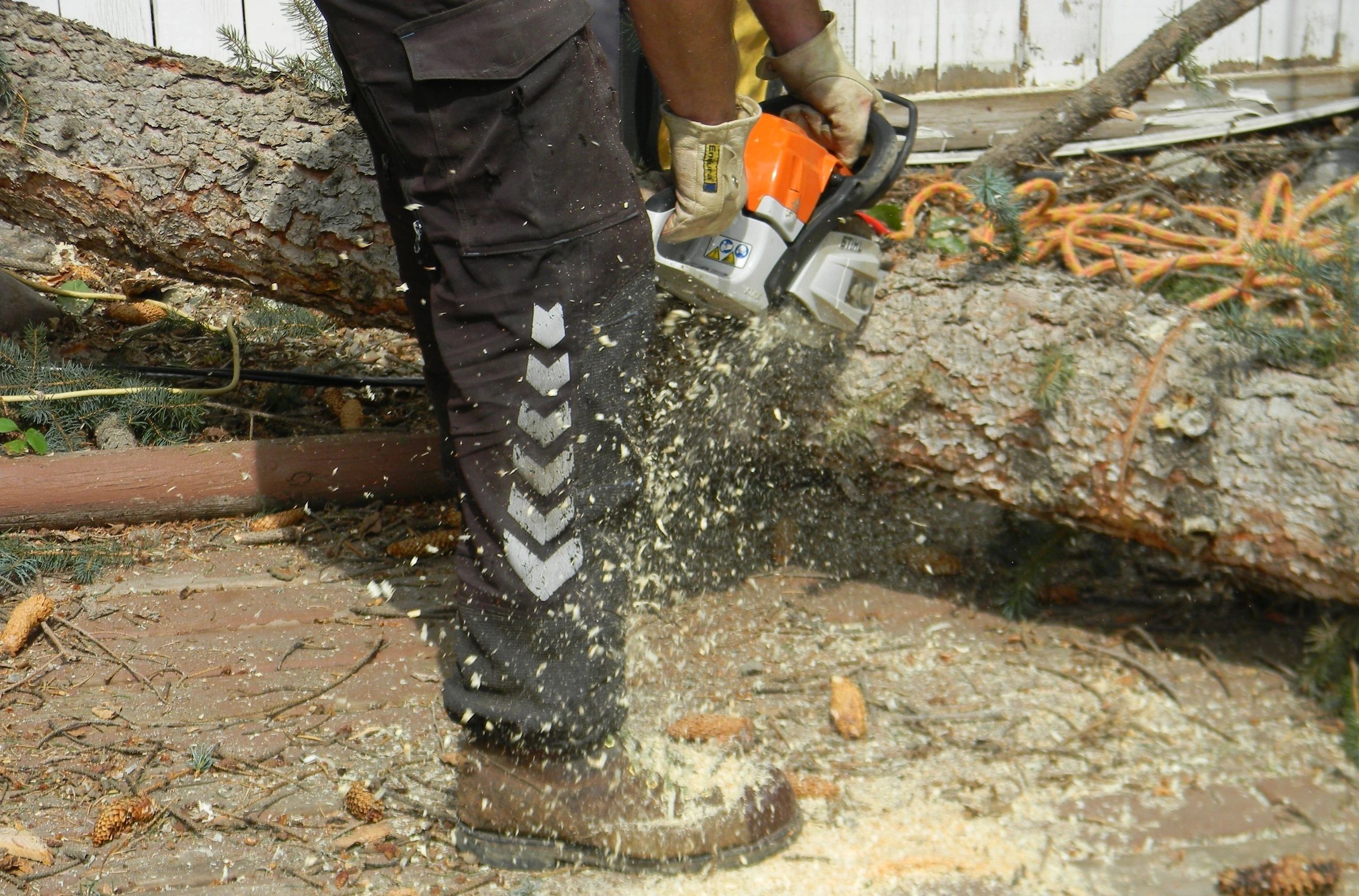 Tree removal