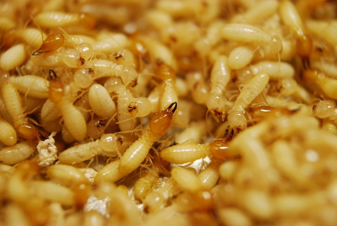 termites