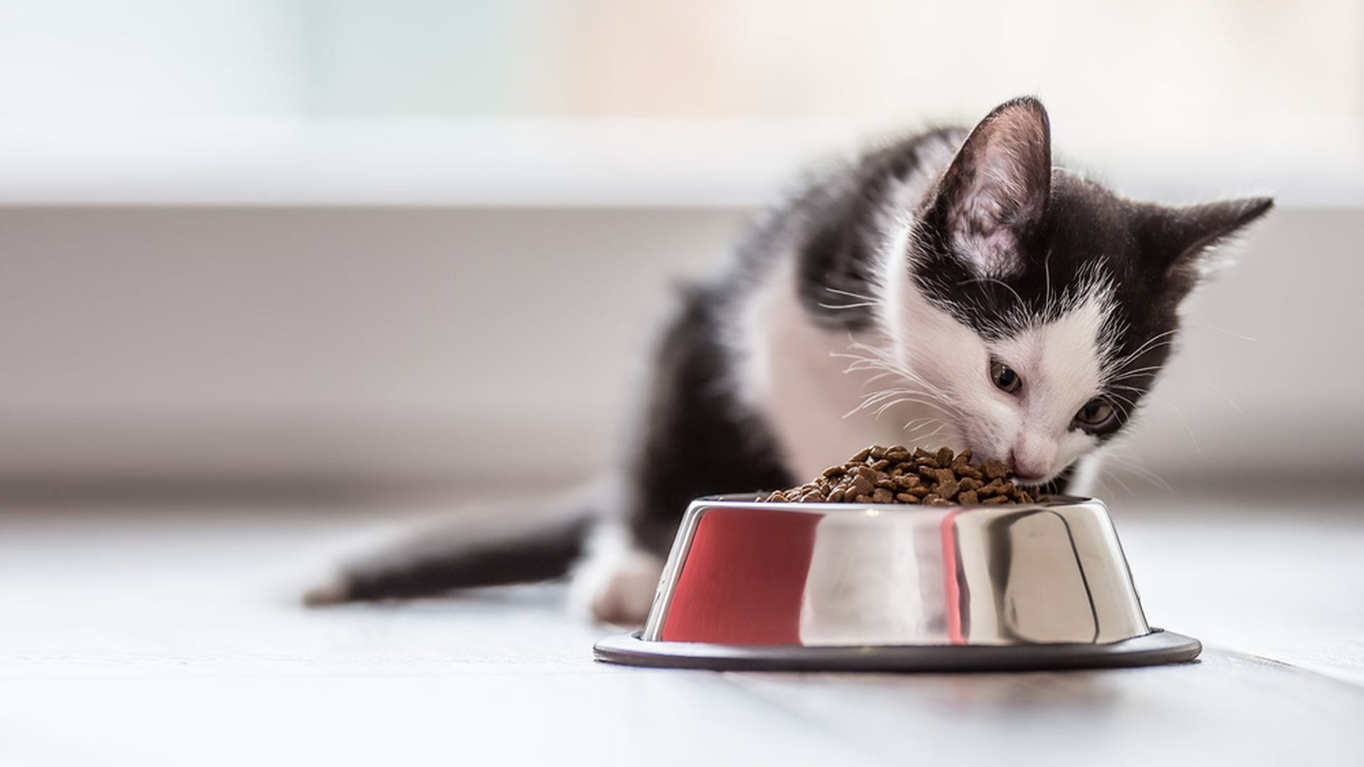 Cat's Food