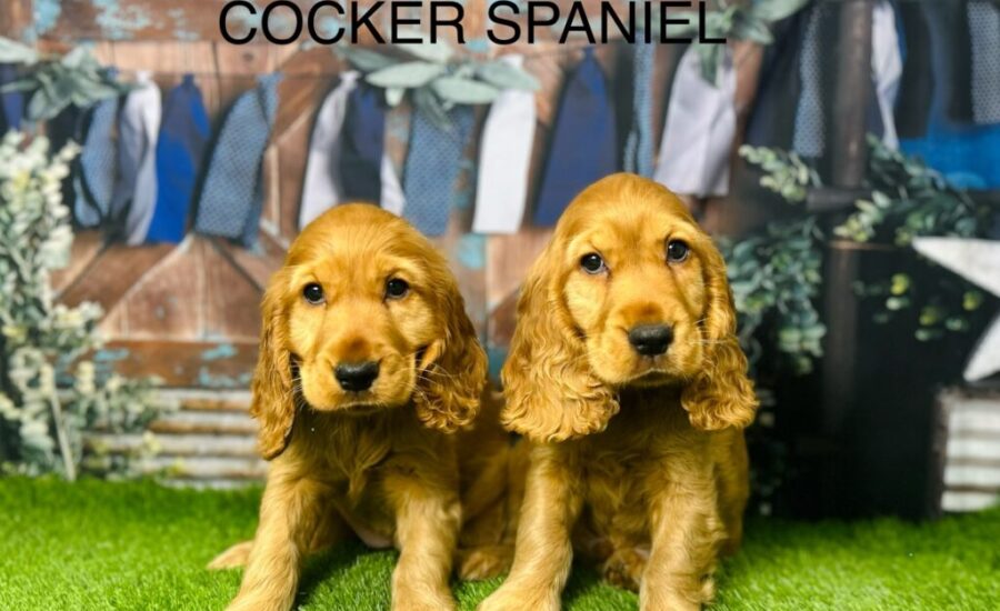 Cocker Spaniel Behaviour Explained