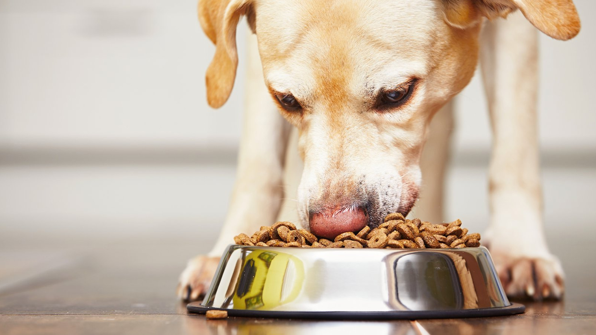 Dog's Food