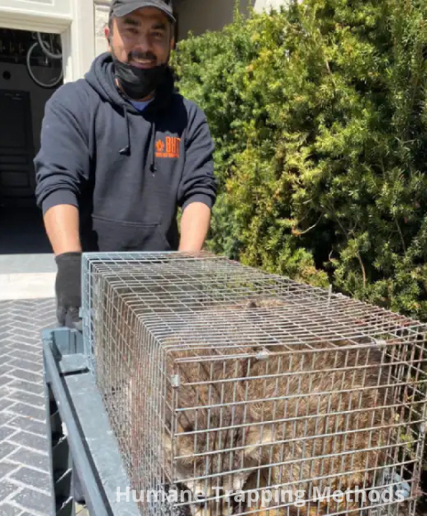 Humane Trapping Methods