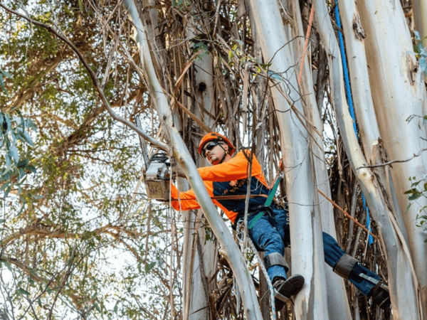 Tree Removal Service