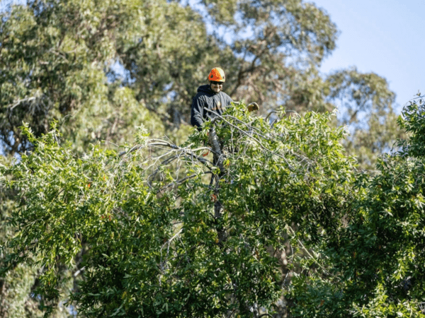 Tree Trimming