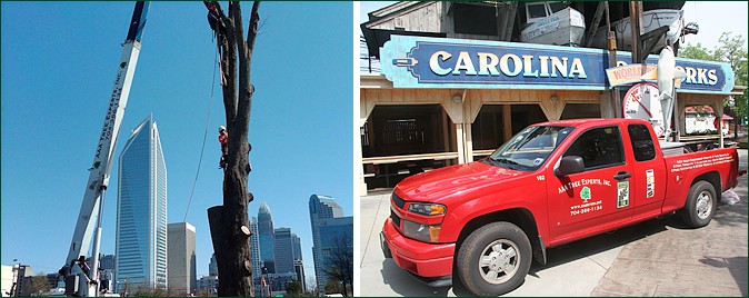 commercial tree service - aaa tree experts - charlotte nc