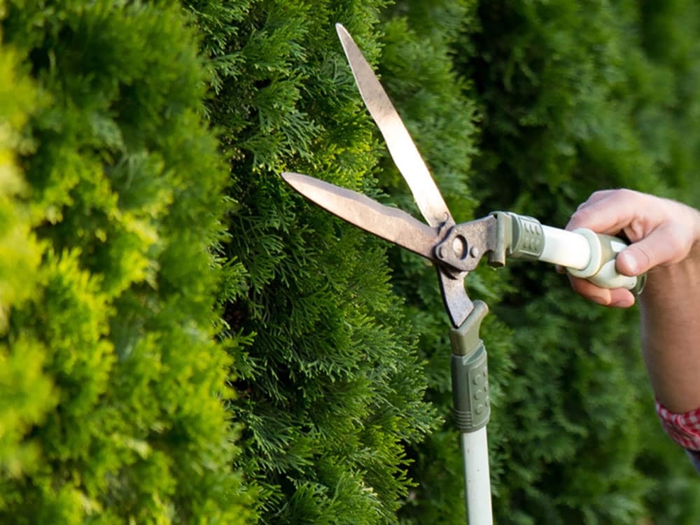 hedge trimming services-woodbridge-mowcow lawn & landscape