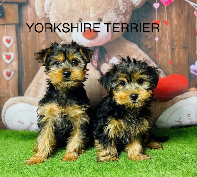 yorkshire-terrier