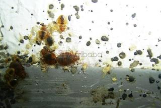 ServiûÏos de limpeza antes e pû°s-cerimûÇnia ã ambiente limpo, festa em p