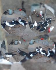 VENDE-se Tanque de combustível Aéreo com capacidade para 60mil litros