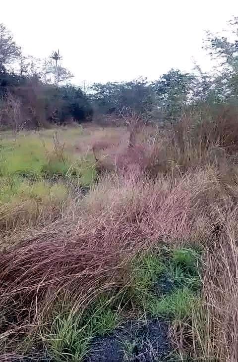 Vende-se imediatamente 1.000Hectares agrícola no Bengo, preço: 60milhões de kz