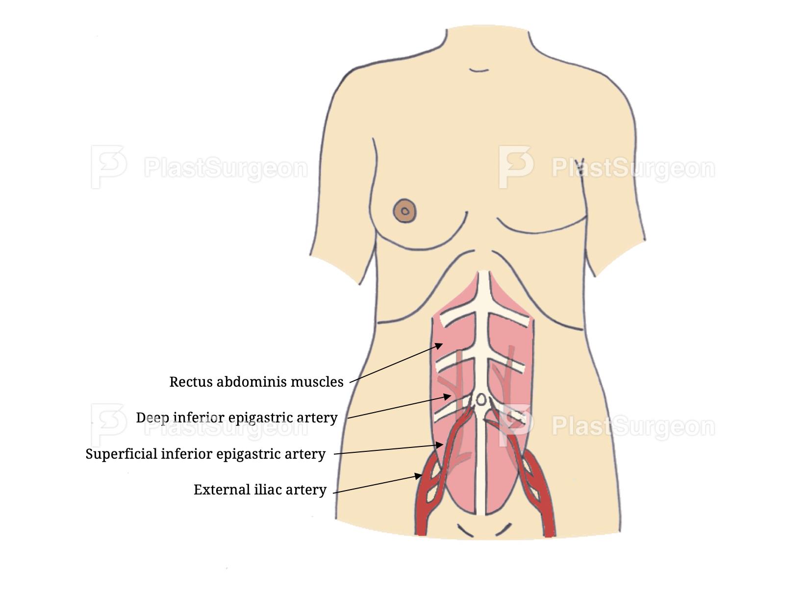 Relevant anatomy · PlastSurgeon