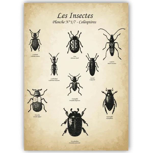 Tableau Coléoptères - Insectes - tableau décoratif Made in France