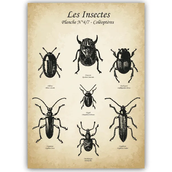Tableau Coléoptères - Insectes - tableau décoratif Made in France