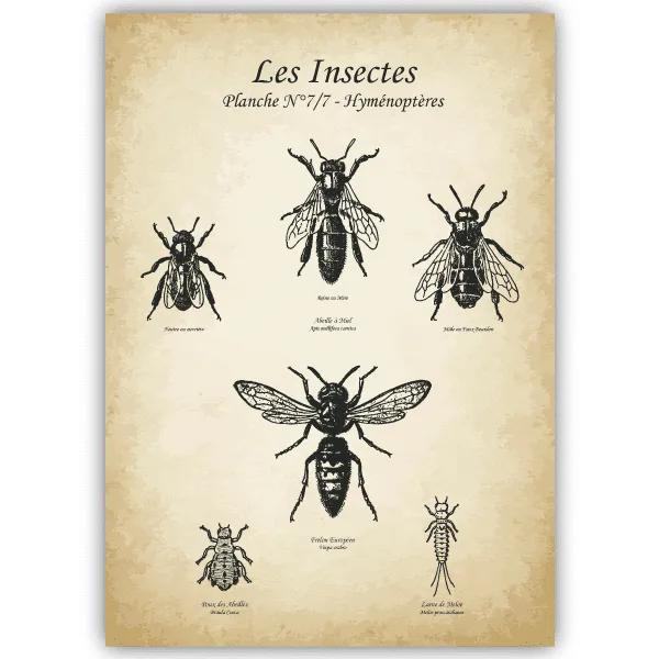 Tableau Hyménoptères - Insectes - tableau décoratif Made in France