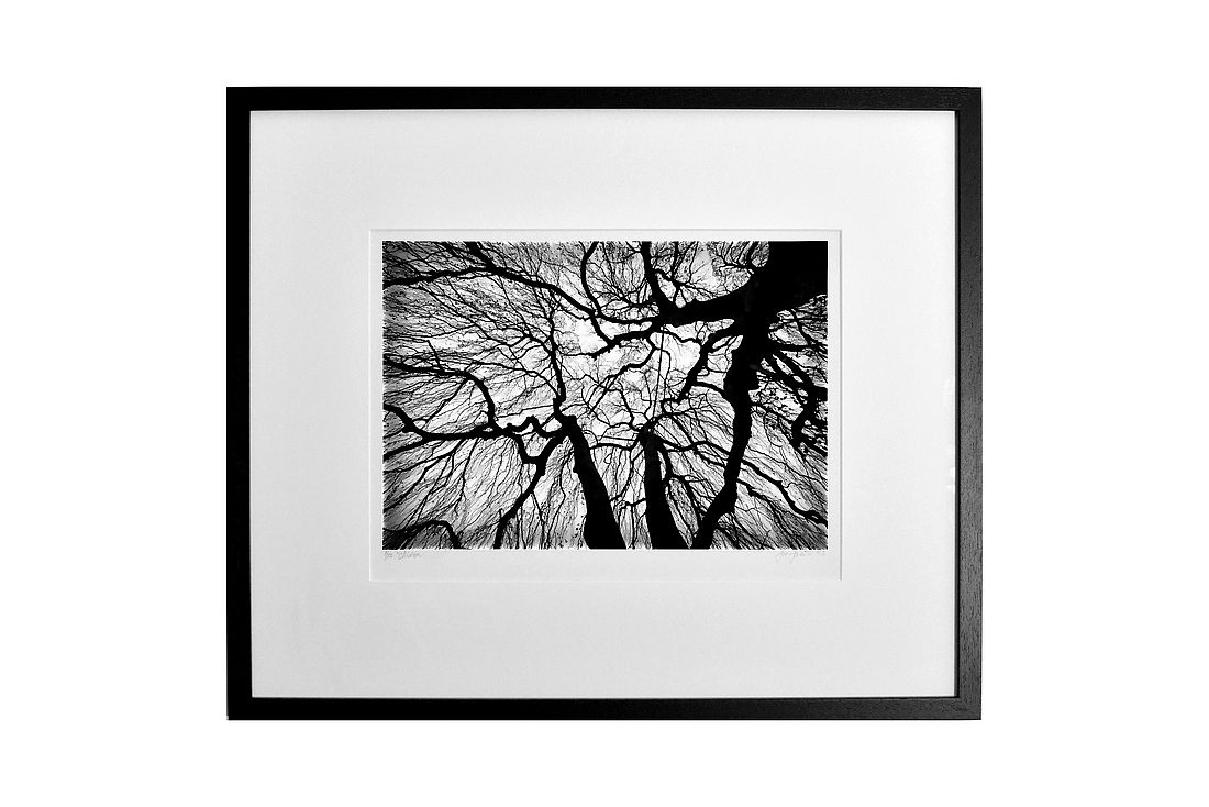 Oak Tree Fine Art Photography