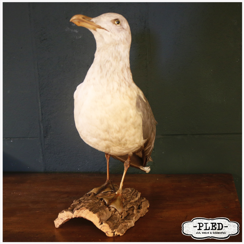 Taxidermied Seagull Sculpture