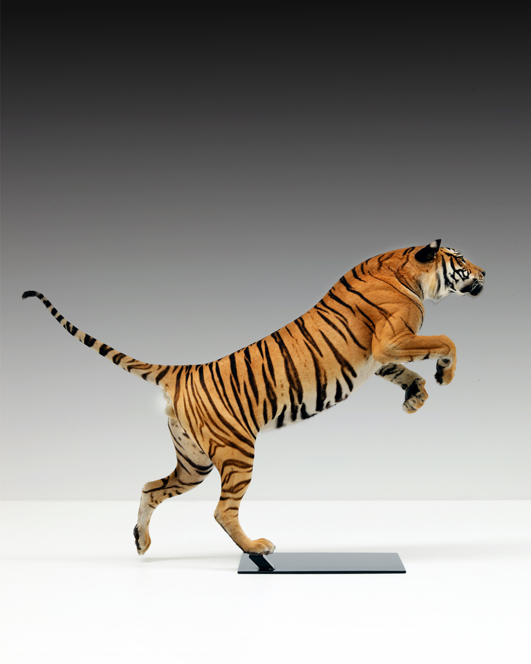 Taxidermy Tiger