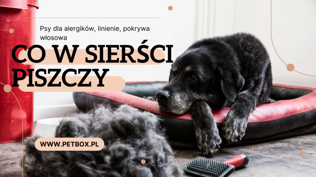co w sierści piszczy