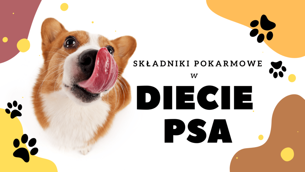 Składniki pokarmowe w diecie psa