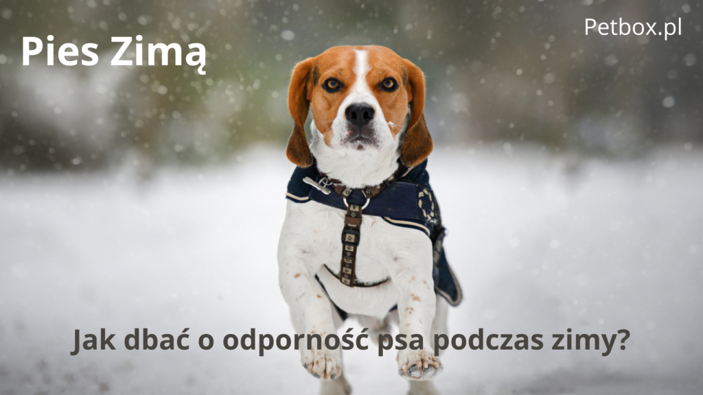 pies zimą