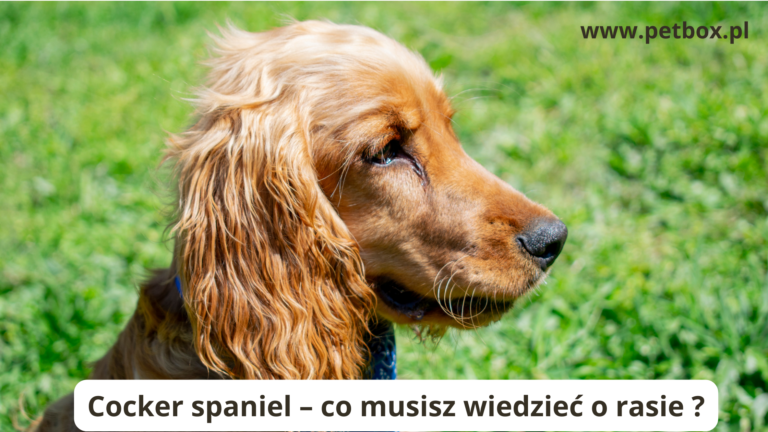 Cocker spaniel – co musisz wiedzieć o rasie