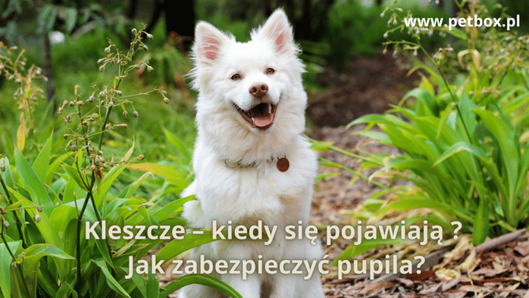 kleszcze