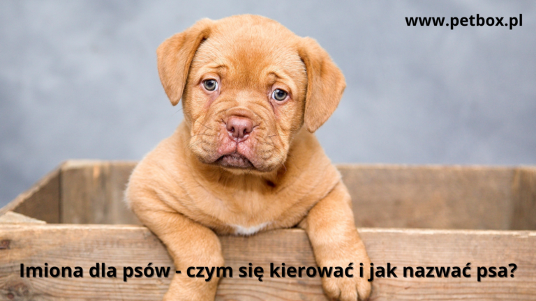 Imiona dla psów - czym się kierować i jak nazwać psa