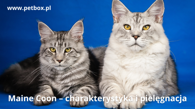 Maine Coon – charakterystyka i pielęgnacja