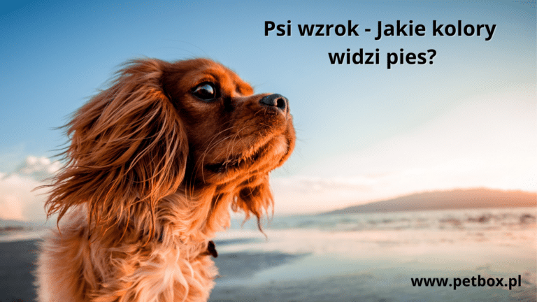 Psi wzrok - Jakie kolory widzi pies