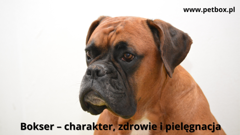 Bokser – charakter, zdrowie i pielęgnacja