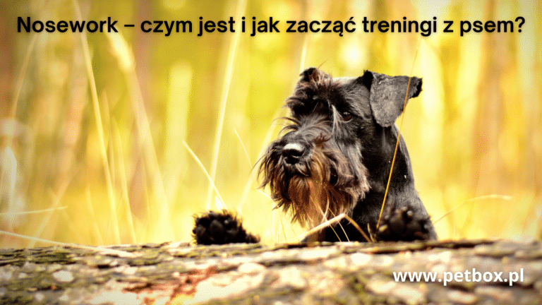 Nosework – czym jest i jak zacząć treningi z psem?