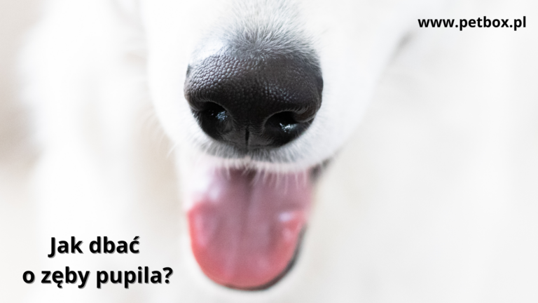Jak dbać o zęby pupila