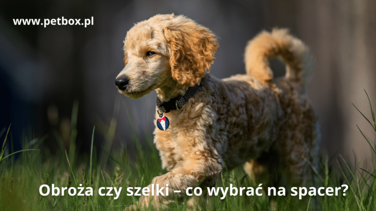 Obroża czy szelki – co wybrać na spacer