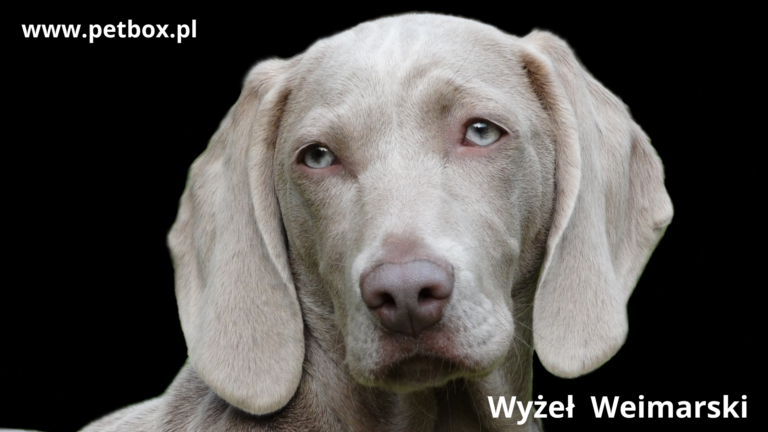 Wyżeł Weimarski