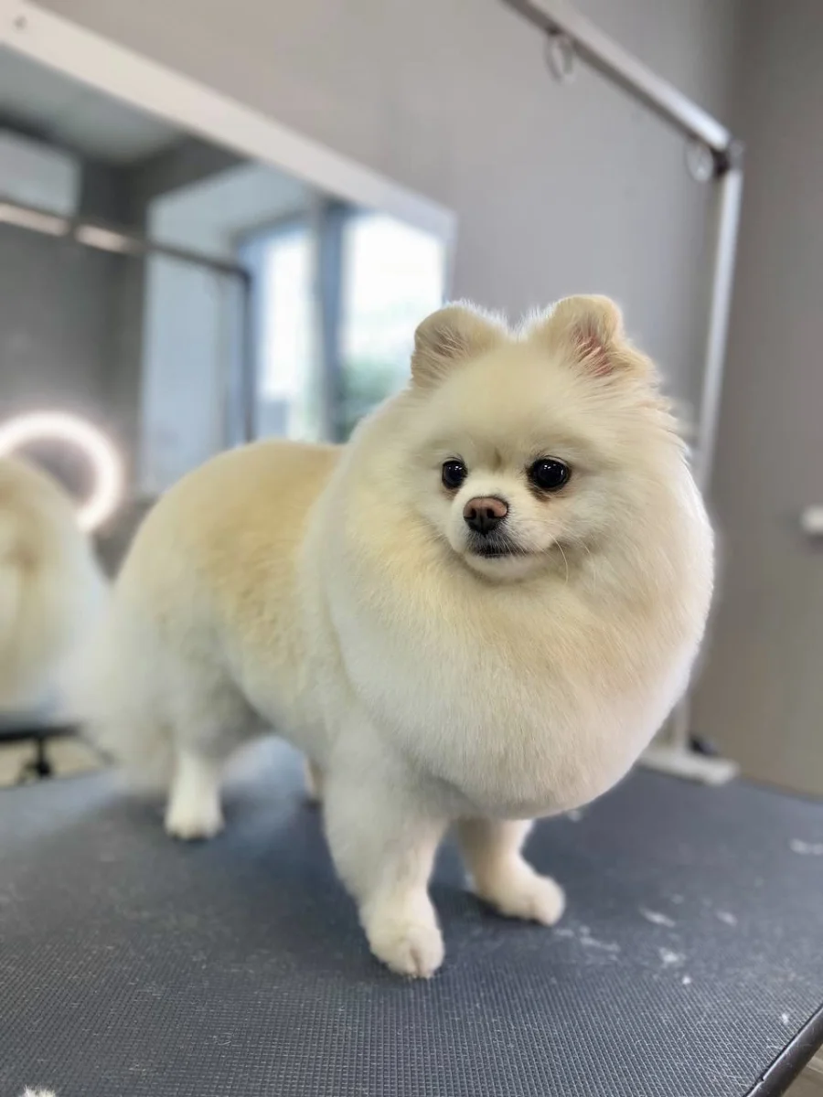 Beauty Pets · Позняки, 4