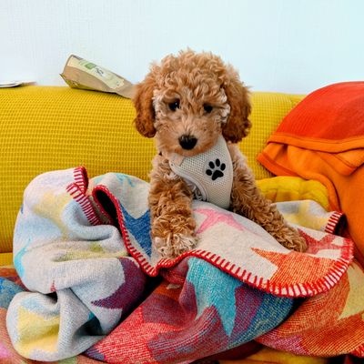 Polly Foto