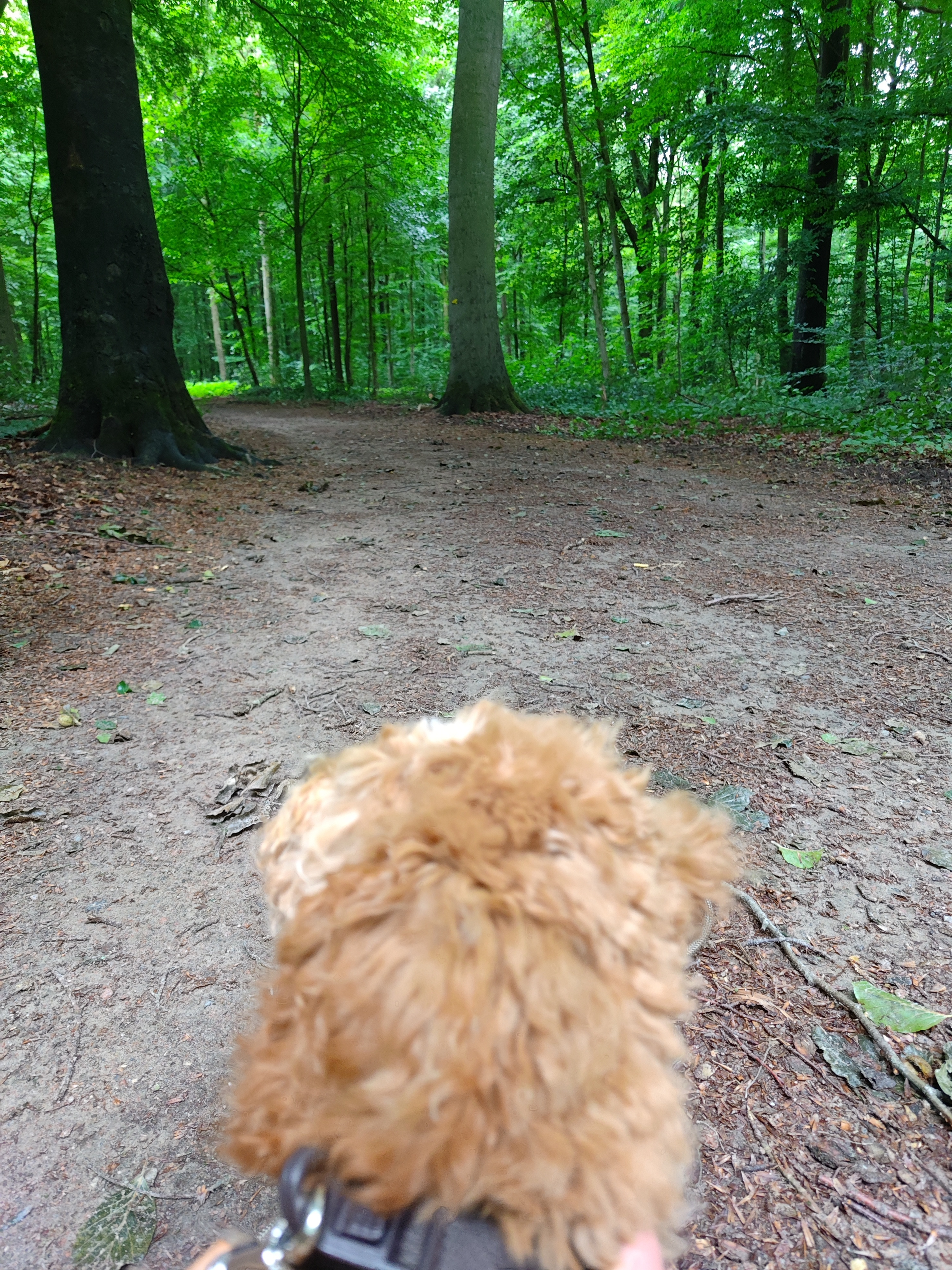 Der erste Waldspaziergang