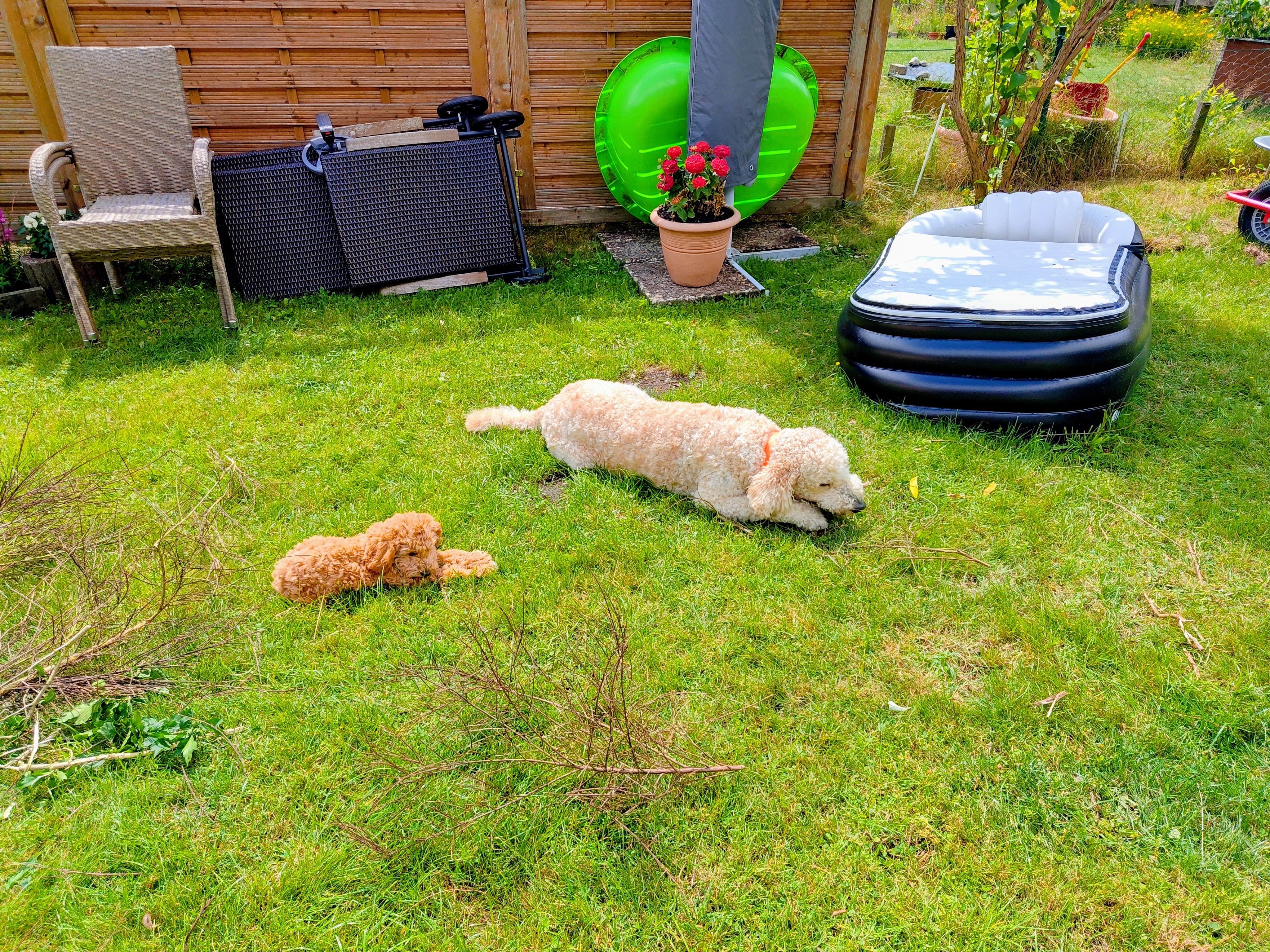 Polly liegt mit einem hellen Hund auf dem grünen Rasen im Garten und ruht sich aus.