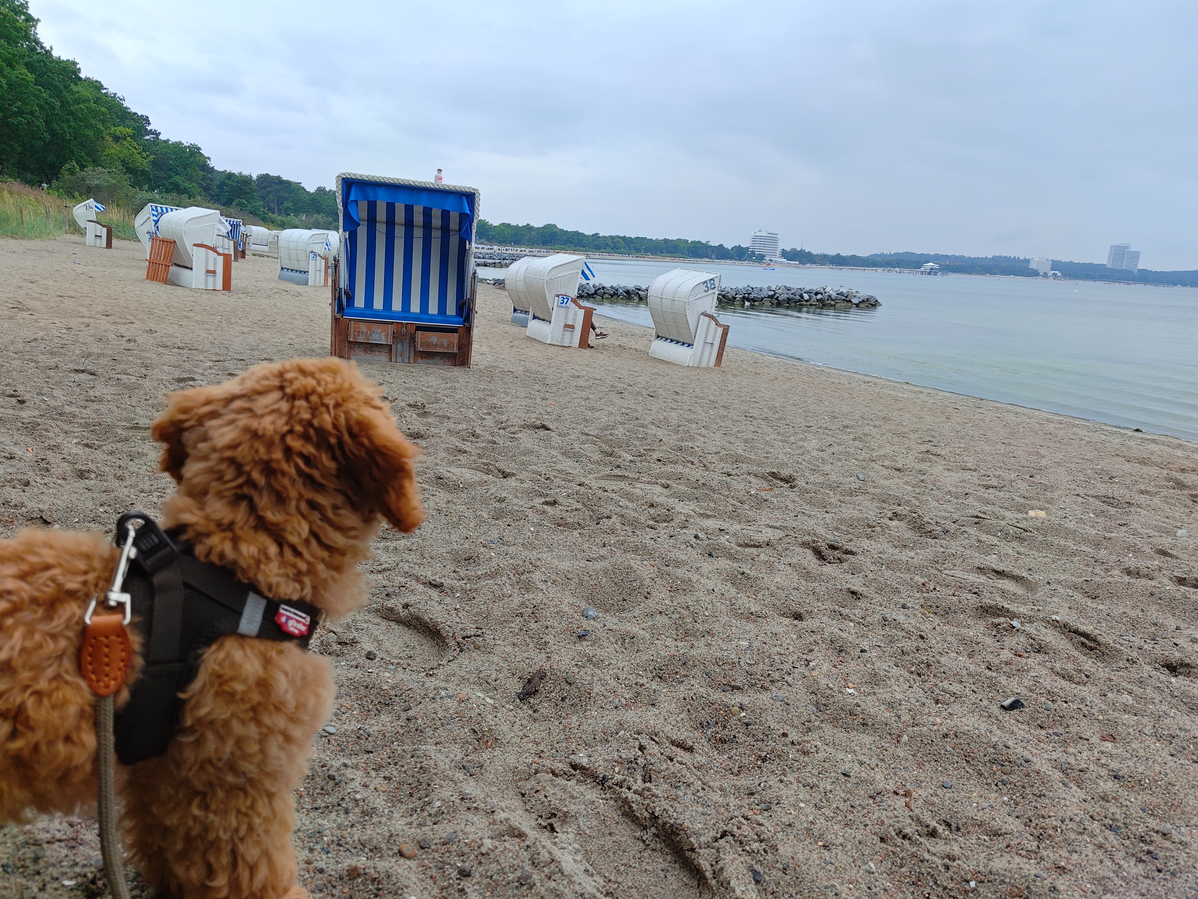 Polly an der Ostsee