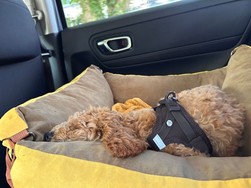 Polly schläft eingerollt in ihrem Hundebett auf dem Rücksitz im Auto.