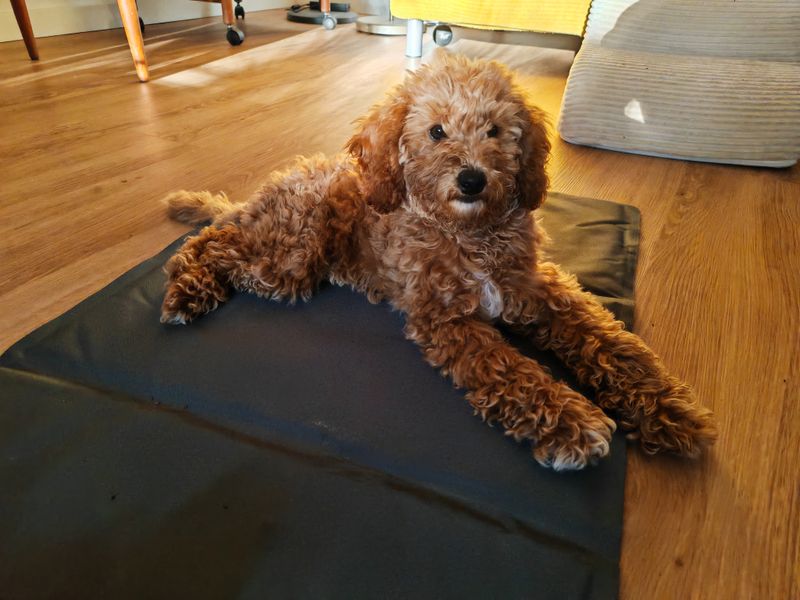 Polly liegt auf einer schwarzen Matte auf dem Holzboden im Wohnzimmer und schaut in die Kamera.