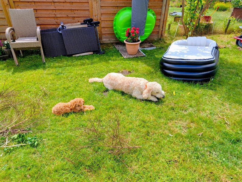 Polly liegt mit einem hellen Hund auf dem grünen Rasen im Garten und ruht sich aus.