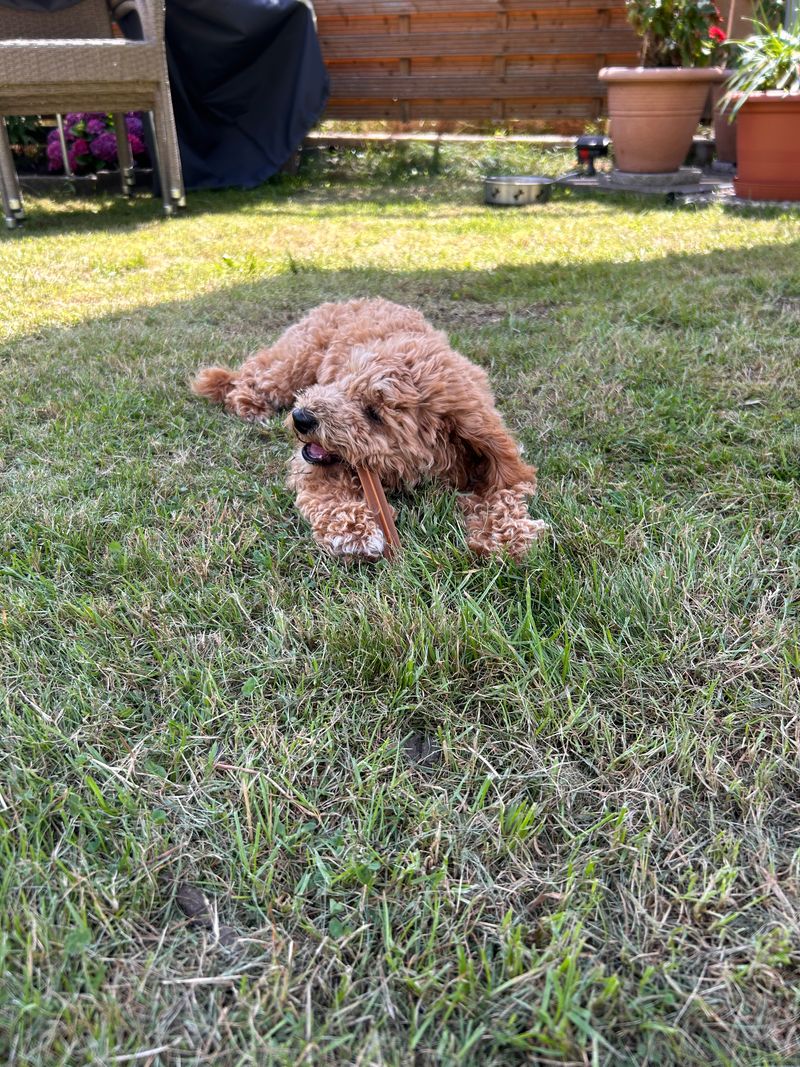 Polly liegt im Gras im Garten und kaut entspannt auf einem Stick.