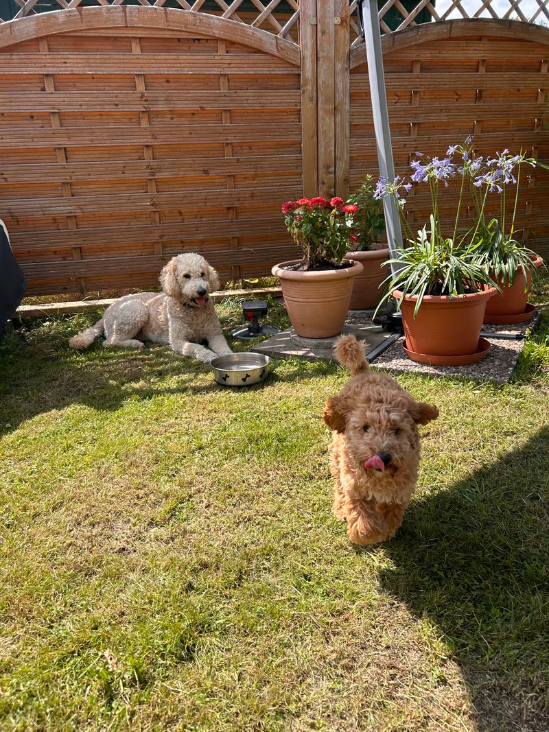 Polly läuft auf der Wiese im Garten auf die Kamera zu, während ein anderer Hund im Hintergrund liegt.