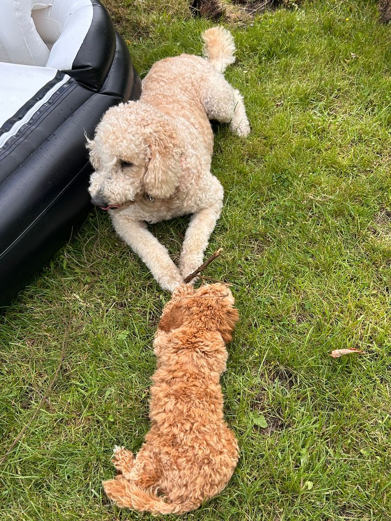 Polly liegt auf einer Wiese neben einem schwarzen Schlauchboot und spielt mit einem kleineren Hund am Stick.