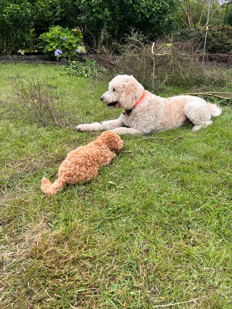 Polly liegt im Garten auf der Wiese neben einem größeren Pudel und schaut ihn an.