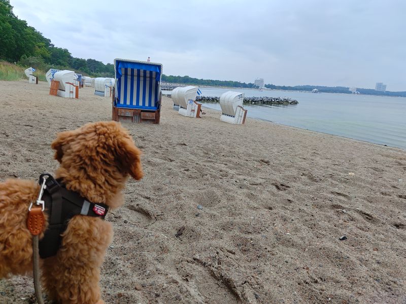 Polly sitzt am Strand und schaut aufs ruhige Meer mit Strandkörben im Hintergrund.