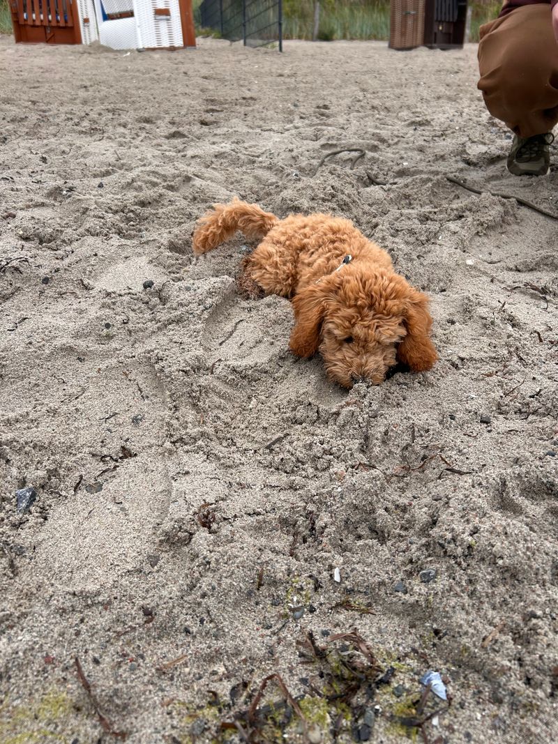 Polly, ein apricotfarbener Zwergpudel-Welpe, liegt am Strand halb im Sand eingegraben und schnüffelt neugierig.